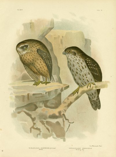 Wekau or Laughing Owl, 1891 by Gracius Broinowski